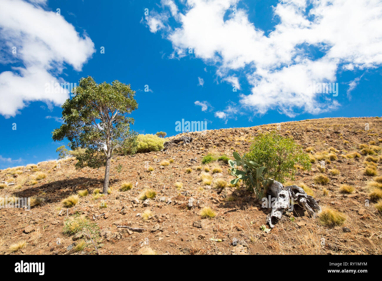 Werribee Schlucht Victoria Australien Stockfoto