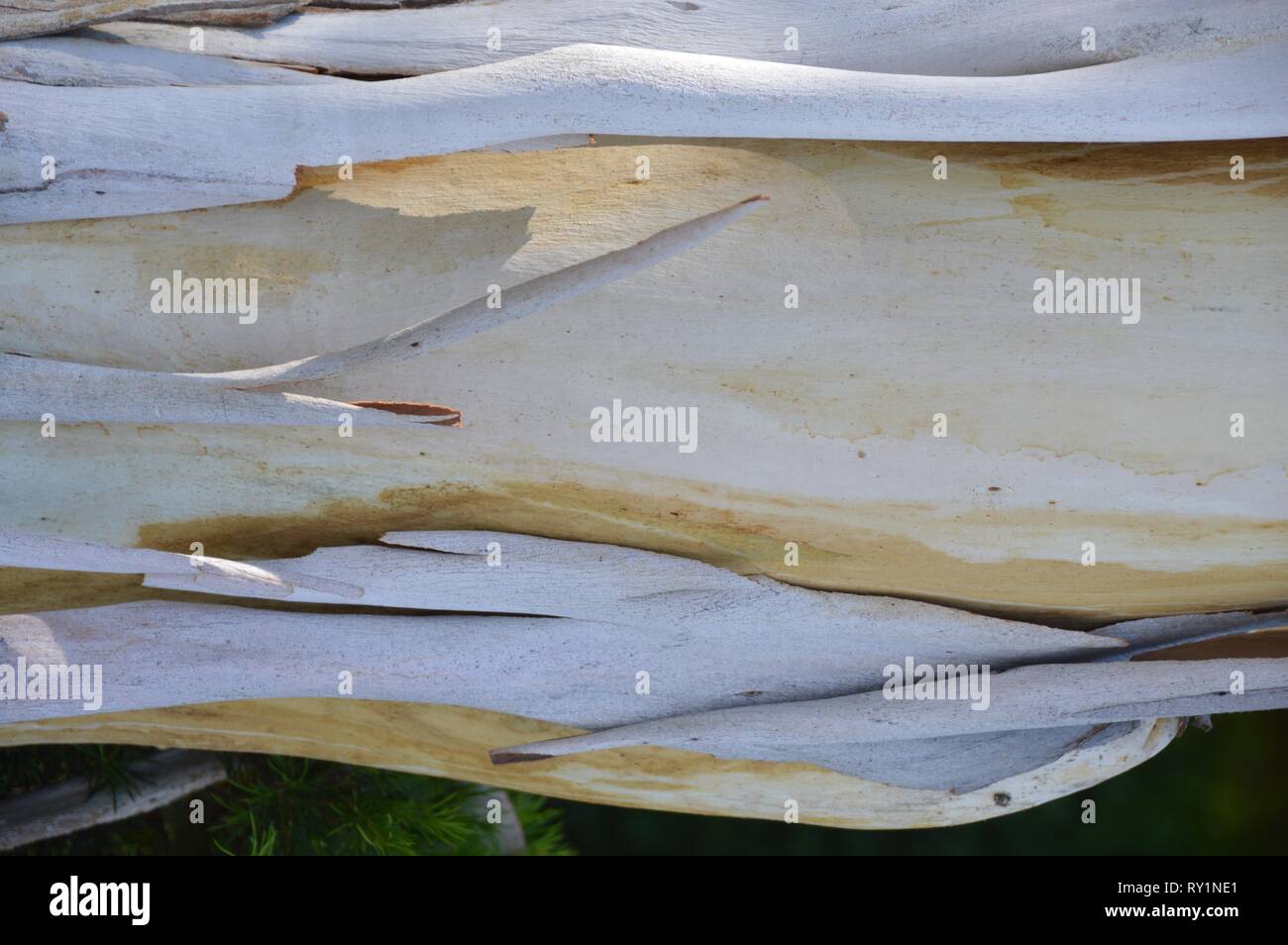 Stück einer Platane Stockfoto