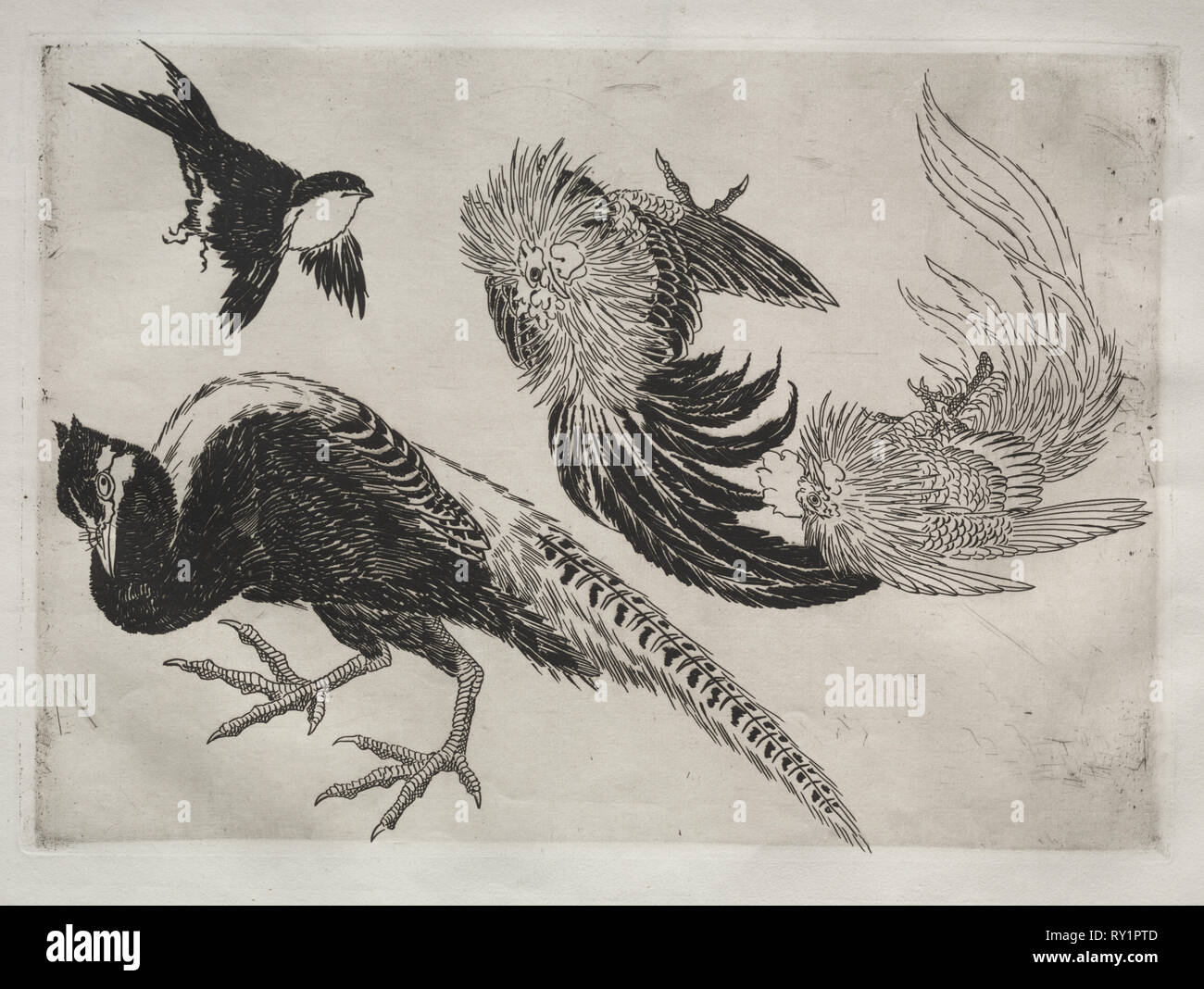 Abendessen (Rousseau service): Fasane und Vogel (Nr. 18), 1866. Félix Bracquemond (Französisch, 1833-1914). Ätzen; Blatt: 35,5 x 48,9 cm (14 x 19 1/4 in.); Plattenrand: 24,6 x 34,5 cm (9 11/16 x 13 9/16 Zoll Stockfoto