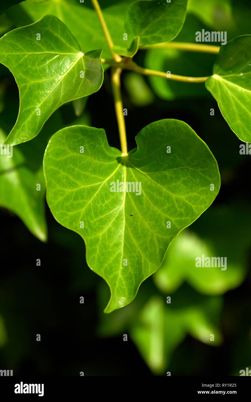 In Herzform grn Efeu Blatt Stockfotografie - Alamy
