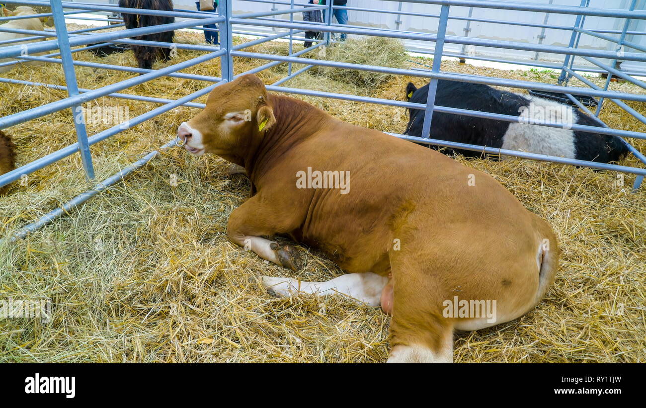 Erwachsenen Kühe liegen auf dem Heu im Zaun innerhalb der Farm Sie gelbe Tags auf Ihren Ohren haben für die Identifizierung Stockfoto