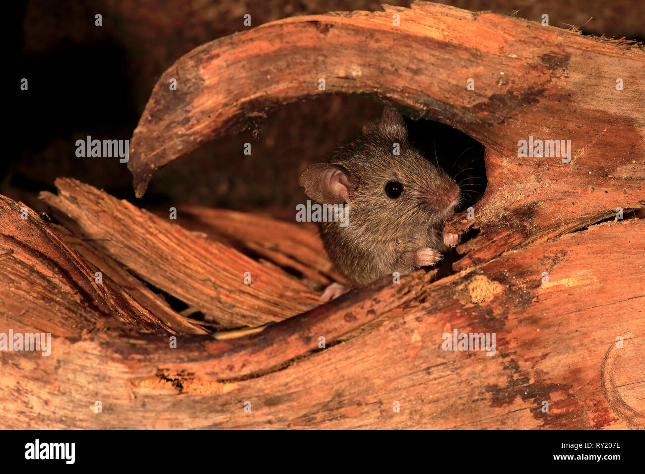 Haus Maus, Rheinland-Pfalz, Deutschland, Europa, (Mus musculus) Stockfoto