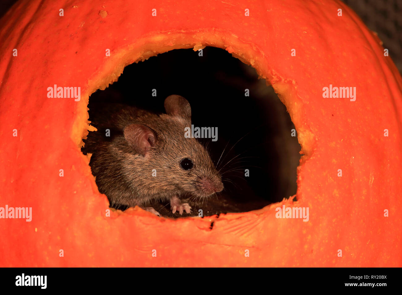 Haus Maus, Rheinland-Pfalz, Deutschland, Europa, (Mus musculus) Stockfoto