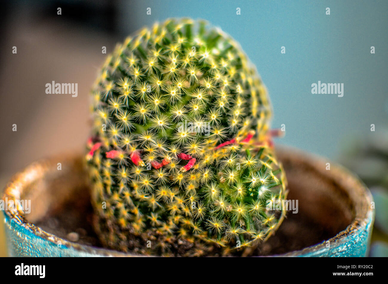 Mammillaria, genannt die Erdbeere Kaktus, eine kleine Kakteen mit Stacheln  und Dornen und kleine leckere Frchte Stockfotografie - Alamy