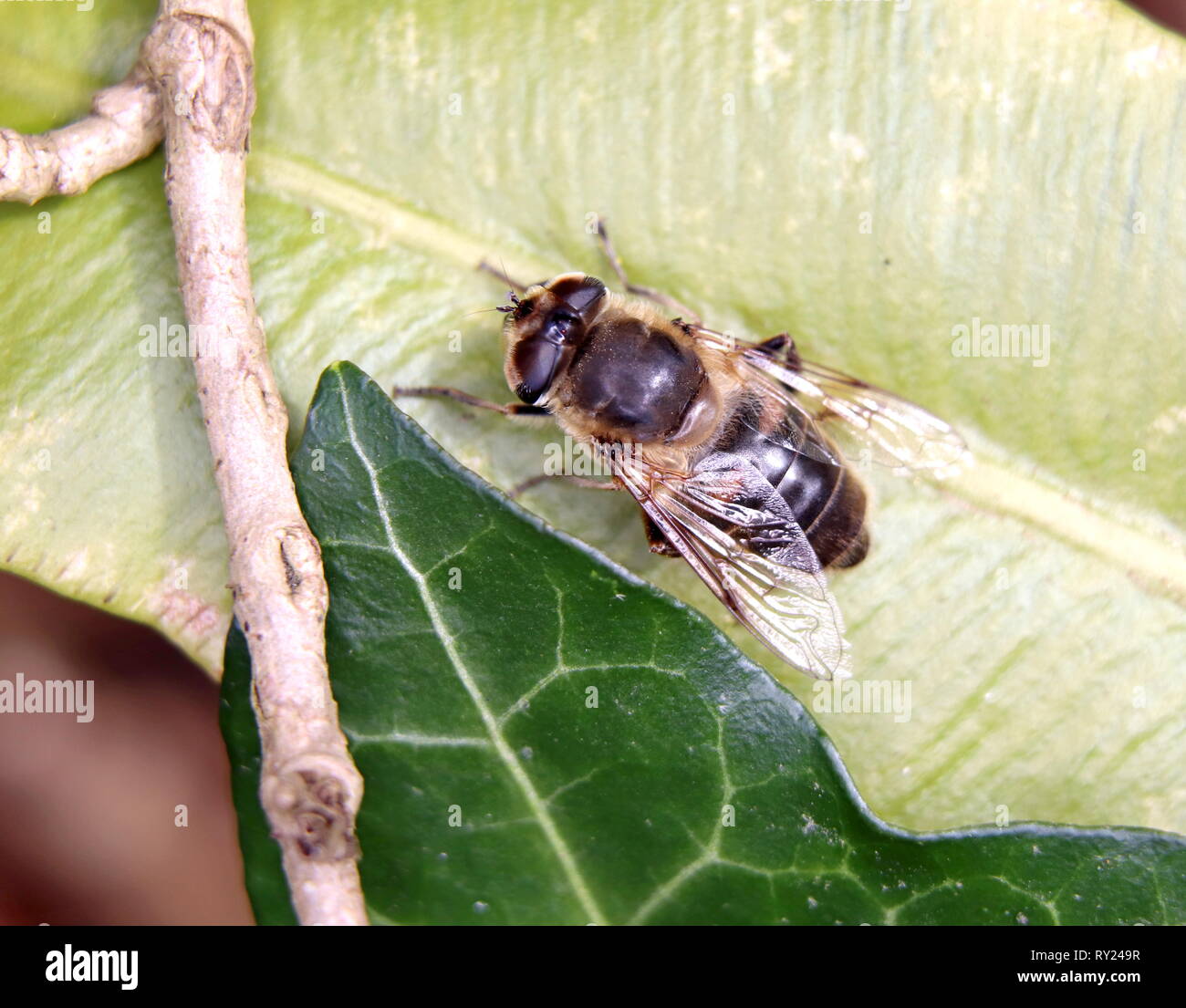 Drohne fliegen Stockfoto