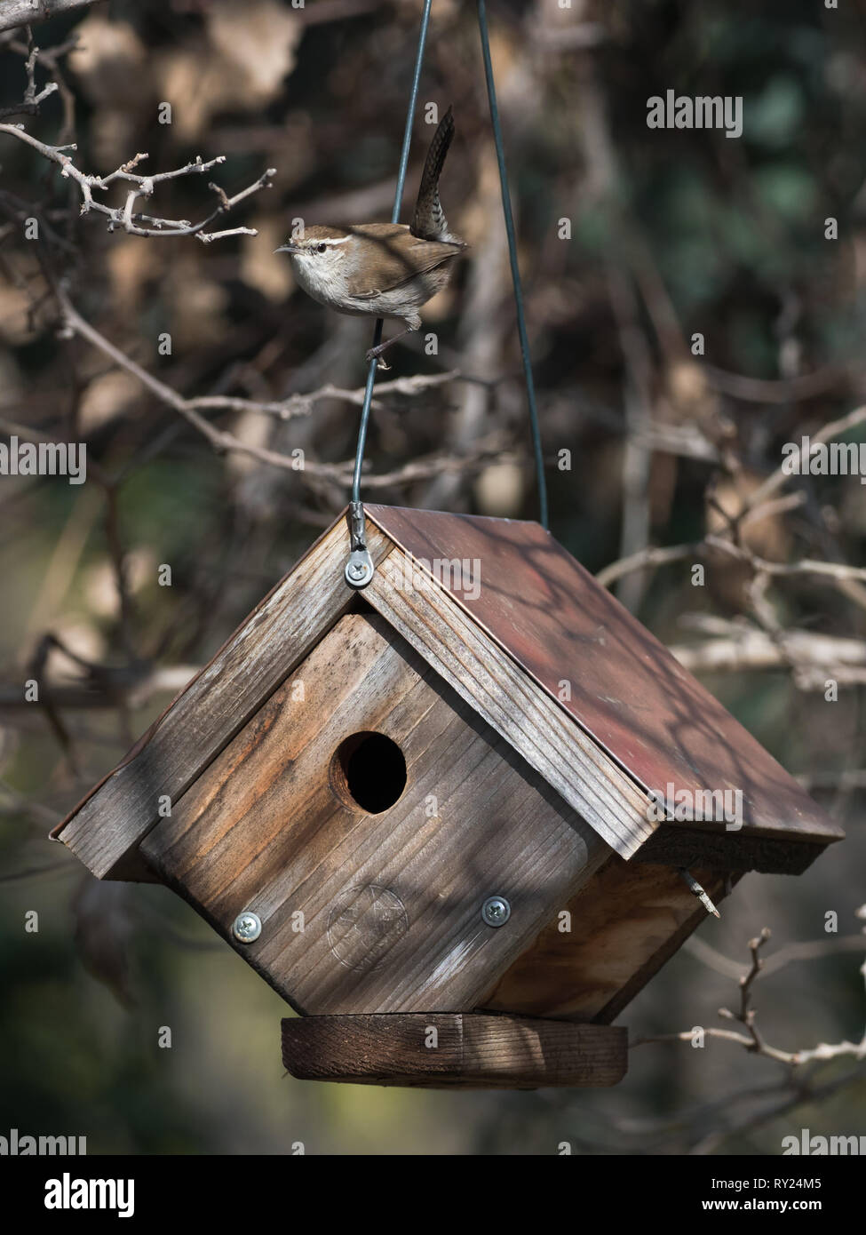 Ein bewick Wren untersucht ein Nistkasten im Hinterhof Lebensraum in Woodland Hills, Los Angeles, Kalifornien, USA Stockfoto