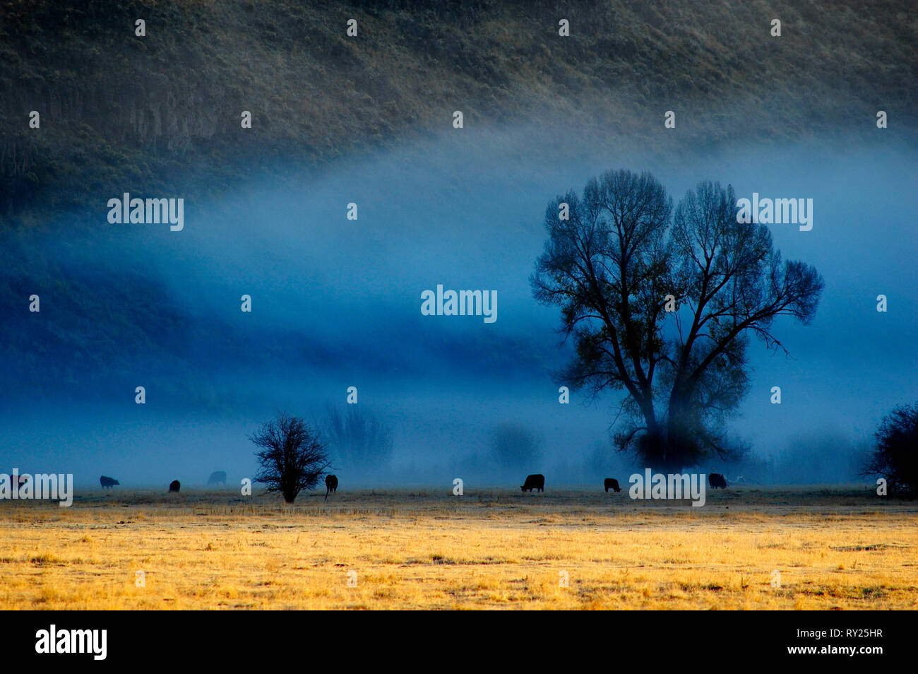 Blick auf nebligen Morgen im Tal mit Bäumen und Rinder Tiere in der Landschaft Stockfoto