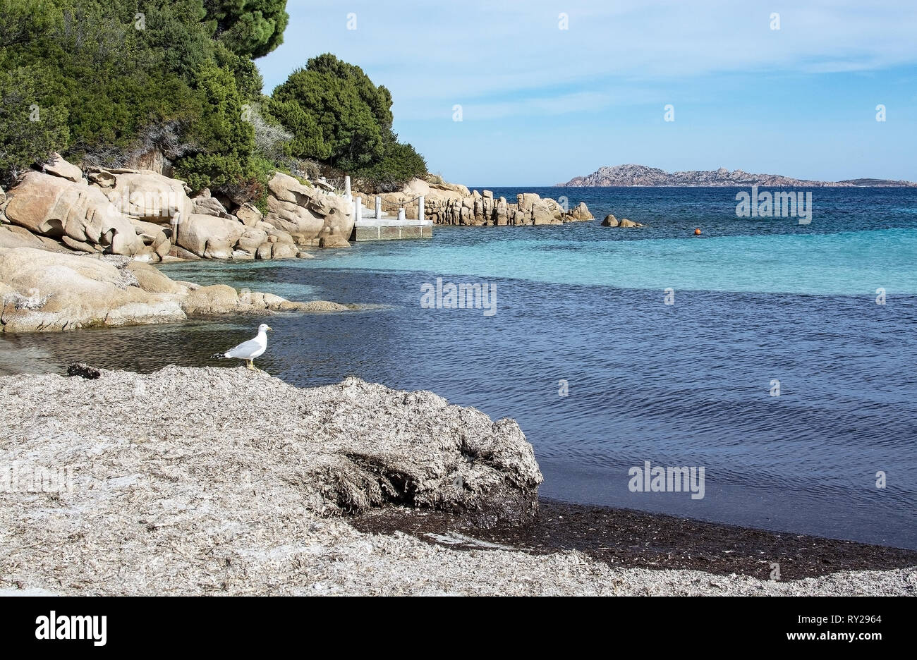Möwe auf trockenen Winter Seegras, grünes Wasser und lustige Granitfelsen Formen auf einem Strand in Costa Smeralda, Sardinien, Italien im März. Stockfoto