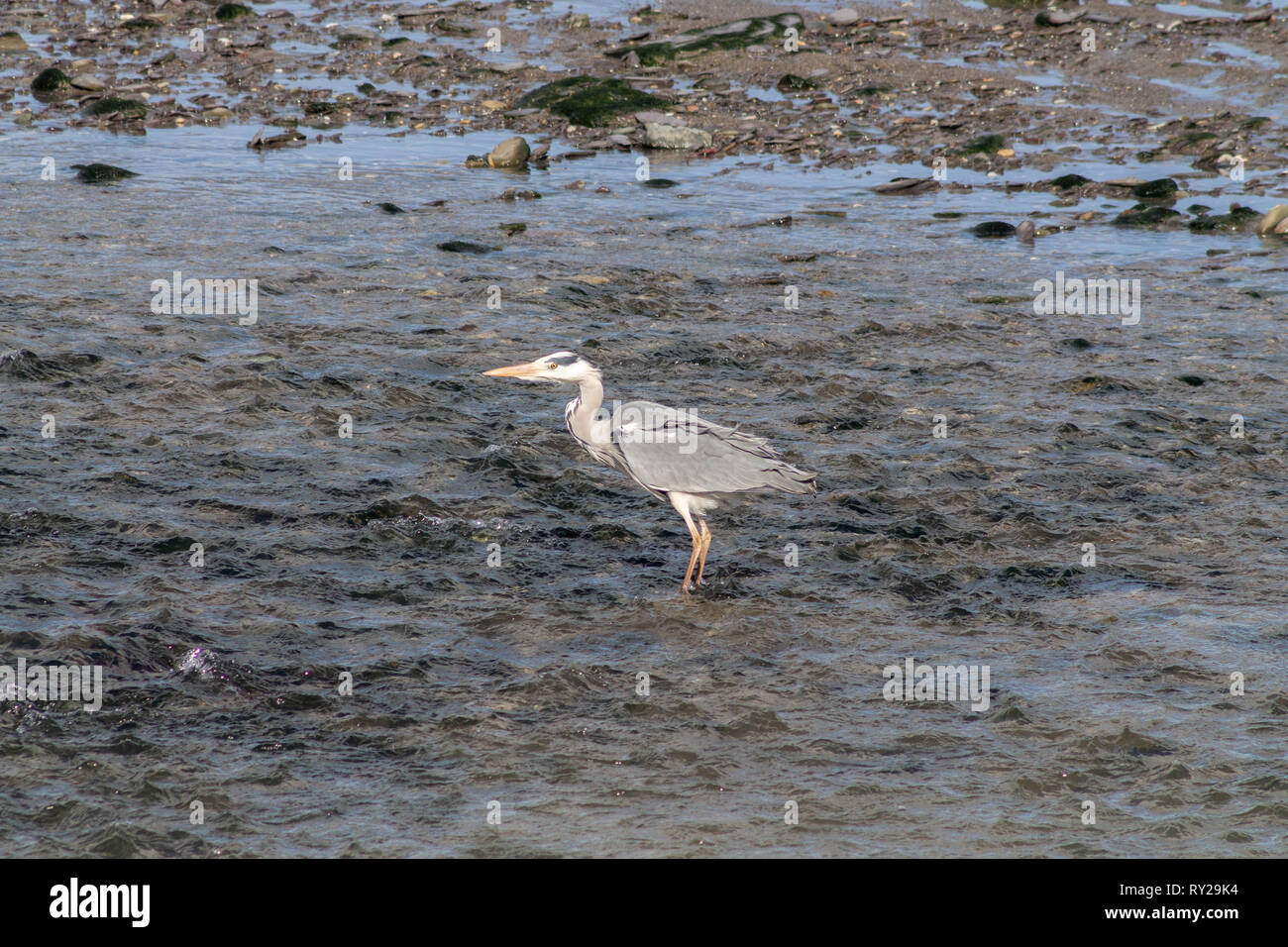 Graureiher Ardea cinerea Jagd im flachen Wasser Stockfoto