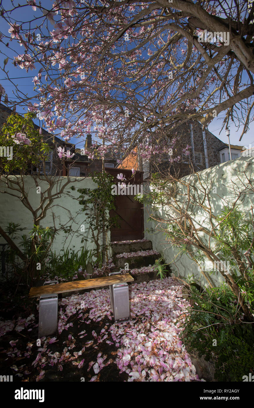 Magnolia mit Sitzbank aus alten Macintosh Computern Stockfoto