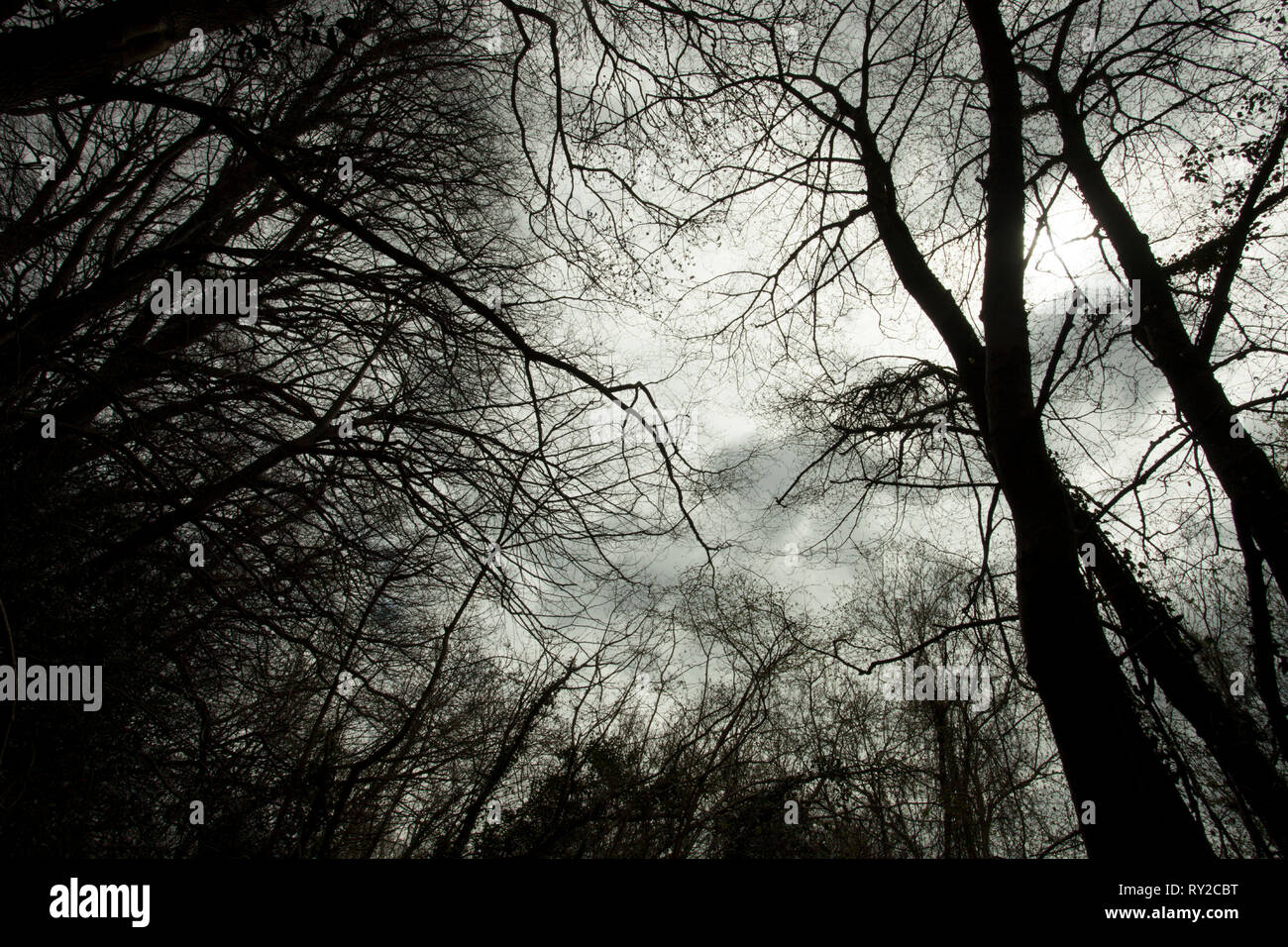 Europa, England, Wald von Dean. Winter blattlosen Baumkronen abstrakt. Stockfoto
