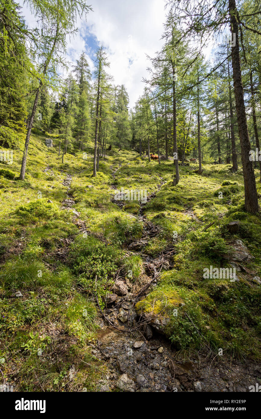 Unberührte idyllische Wald auf einem Berg, Österreich Stockfoto