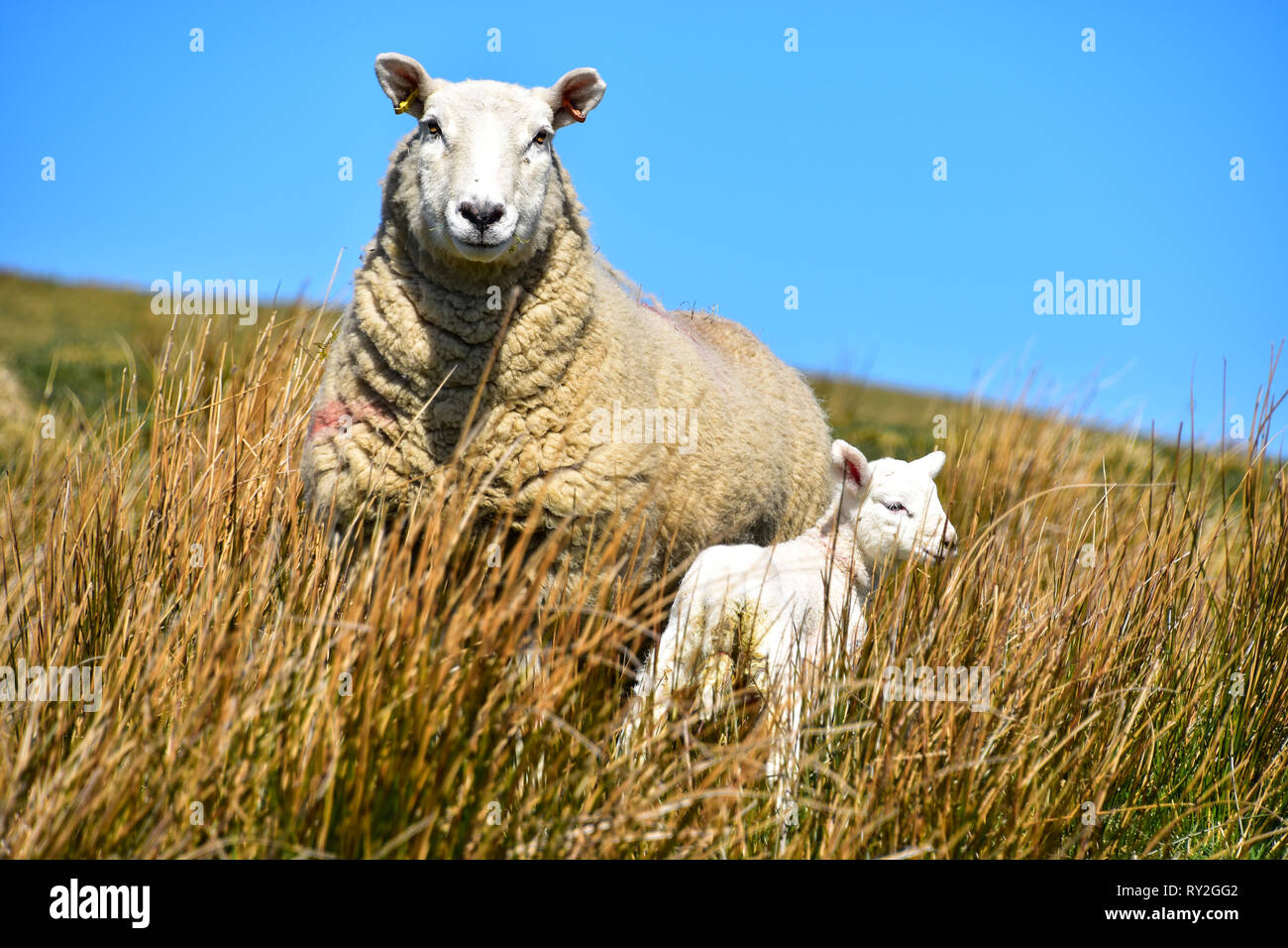 Mutterschaf und Lamm in den Pennine Hills, Halifax, West Yorkshire Stockfoto