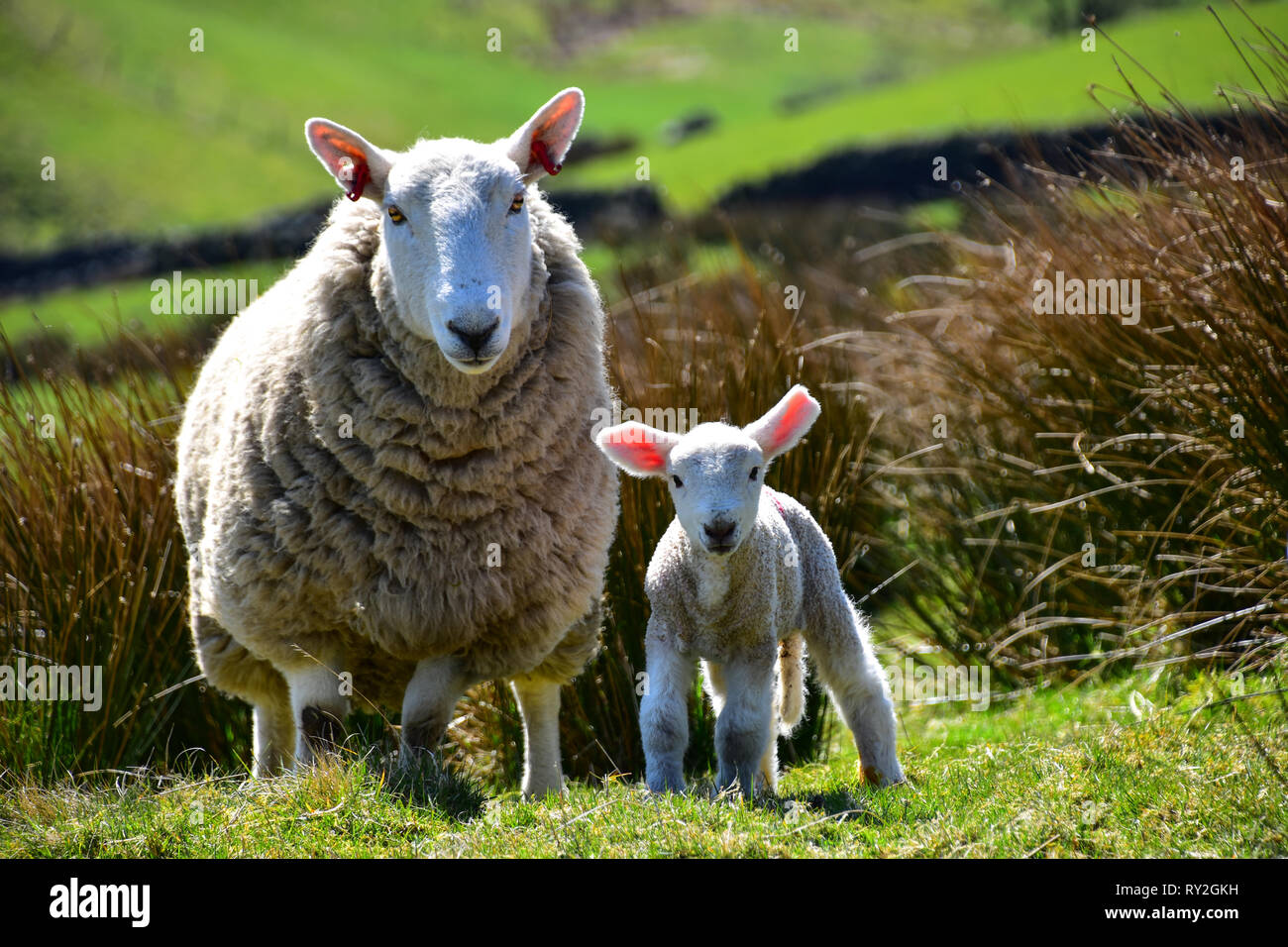 Mutterschaf und Lamm in den Pennine Hills, Halifax, West Yorkshire Stockfoto