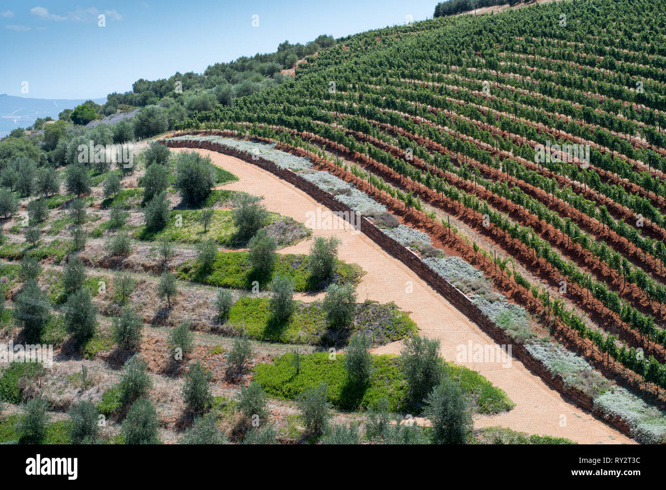 Weinberge am Tokara Estate, Südafrika Stockfoto