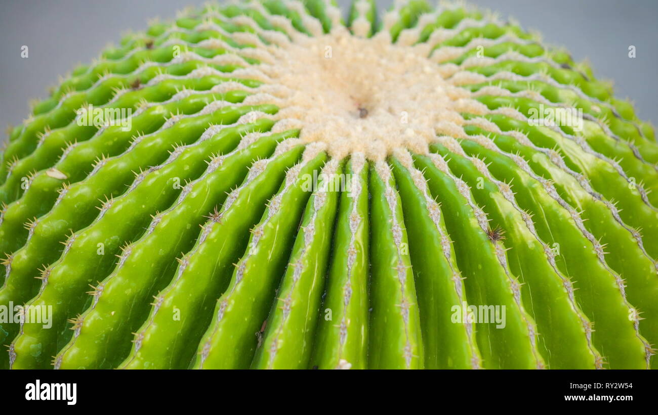 Einzigartige Sukkulente Stockfotos Und Bilder Kaufen Alamy