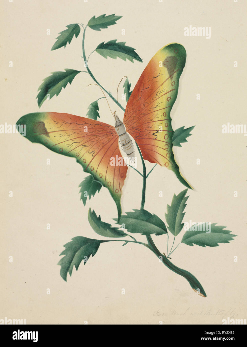 Rosenbusch und Schmetterling. Maria Altha Nims (American, 1817-1907). Aquarell; Blatt: 23,6 x 21 cm (9 5/16 x 8 1/4 in Stockfoto