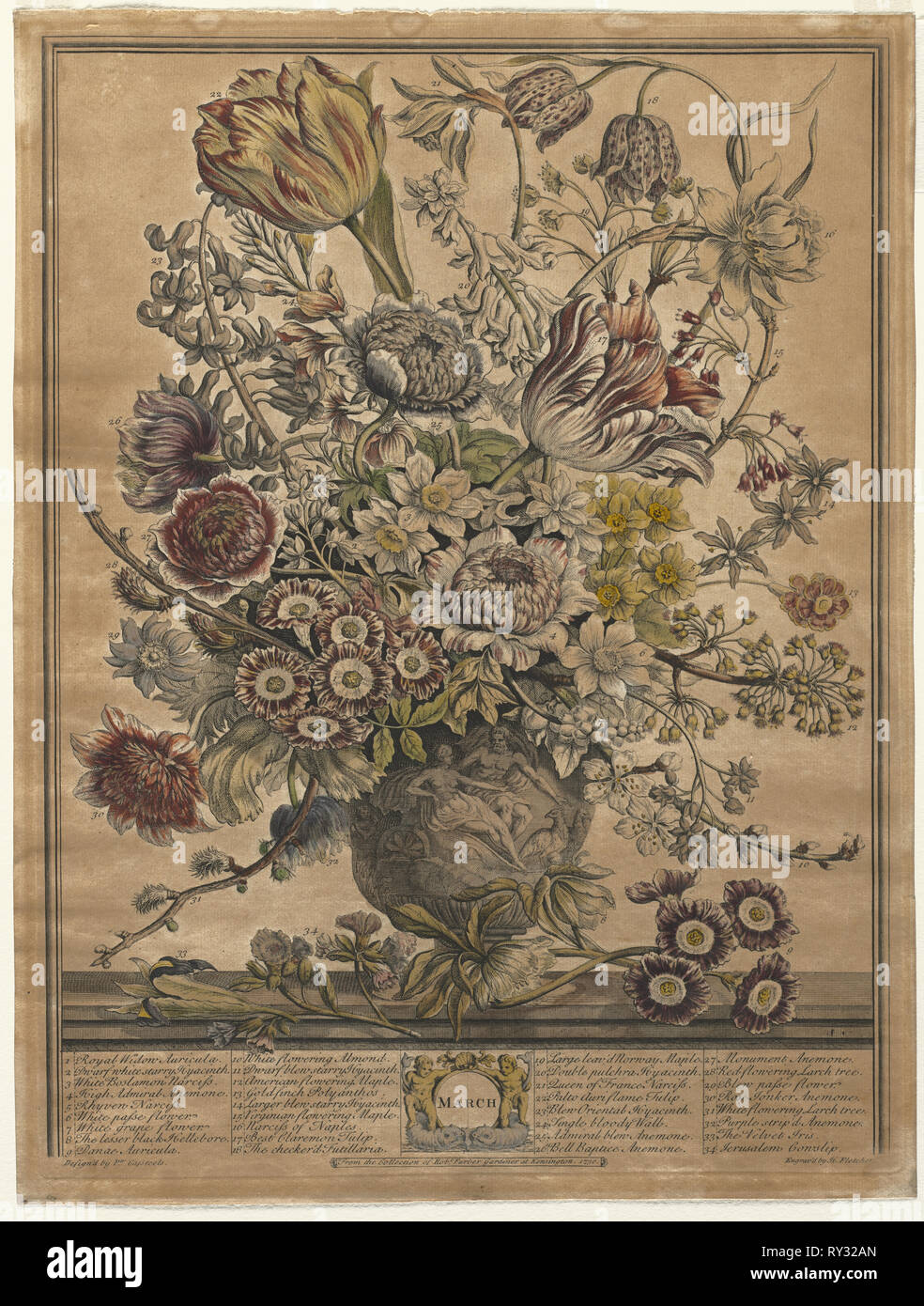 Zwölf Monate der Blumen: März, 1730. Henry Fletcher (Briten, aktive 1715-38). Gravur, von Hand gefärbt; Blatt: 42,7 x 32,2 cm (16 13/16 x 12 11/16 in.); plattenrand: 41 x 30,9 cm (16 1/8 x 12 3/16 in. Stockfoto