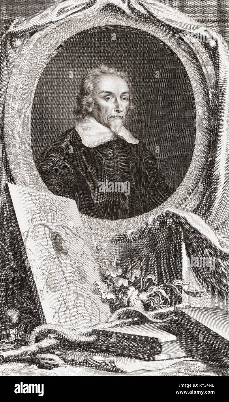 Englischer Arzt Und Philosoph Der Aufklärung William harvey 1578 1657 englischer arzt -Fotos und -Bildmaterial in