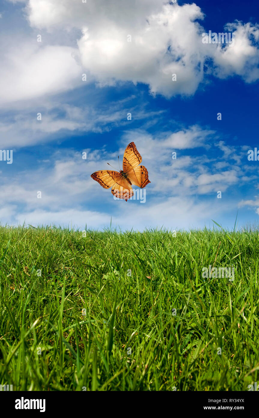 Schmetterling fliegt über eine grüne Wiese Stockfoto