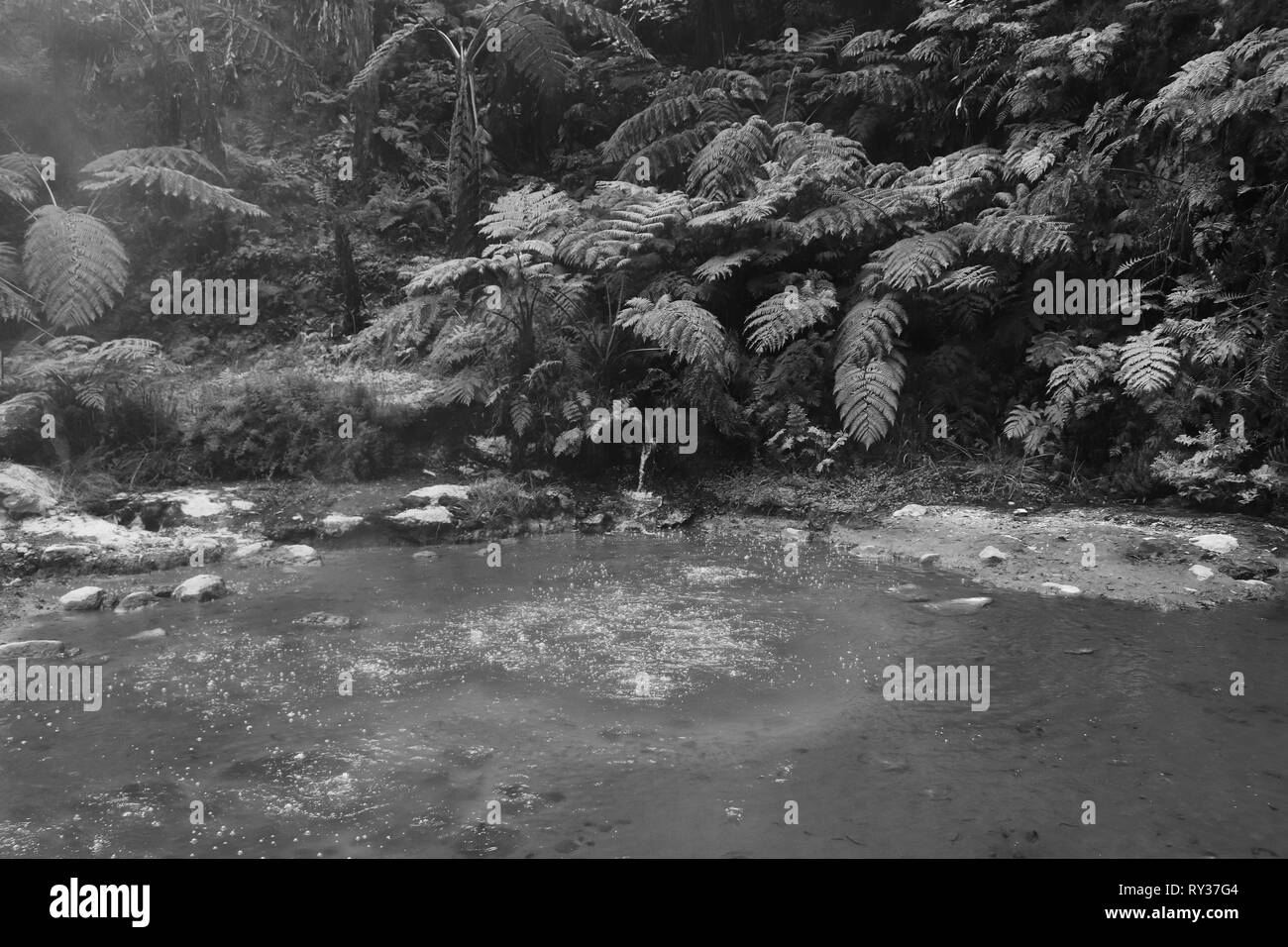 Rauchen fumarole und Quellwasser in geothermischen Bereich in einem Wald Stockfoto