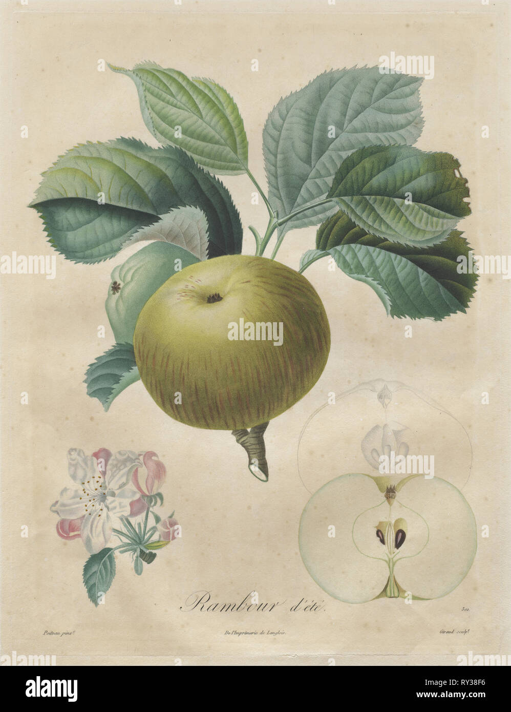 "Traité des Arbres fruitiers: Rambour d'été, 1808-1835. Henri Louis Duhamel du Monceau (Französisch, 1700-1782). Walze und line Gravur, mit hand Färbung Stockfoto