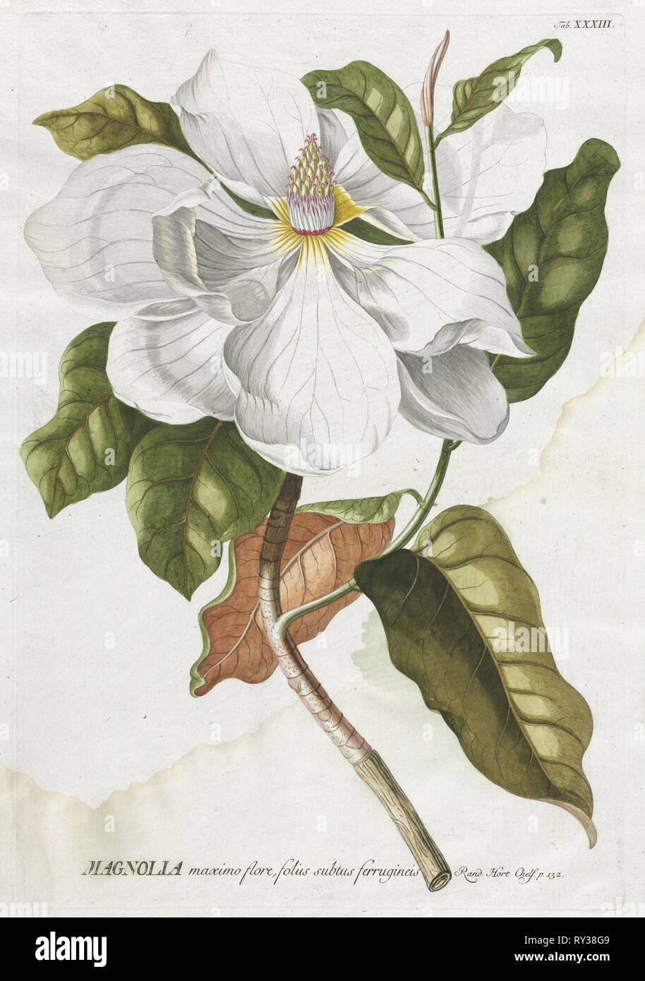 World Selectae: Nr. 33 - Magnolia. Georg Dionysios Ehret (Deutsch, 1708-1770), Christoph Jacob Trew (Deutsch). Gravur, handkolorierte Stockfoto