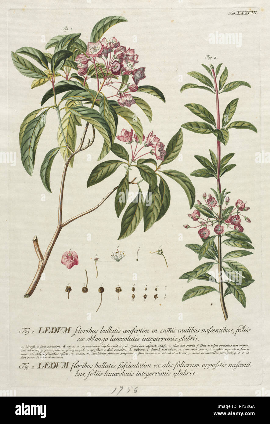 World Selectae: Nr. 38. Georg Dionysios Ehret (Deutsch, 1708-1770), Christoph Jacob Trew (Deutsch). Gravur, handkolorierte Stockfoto