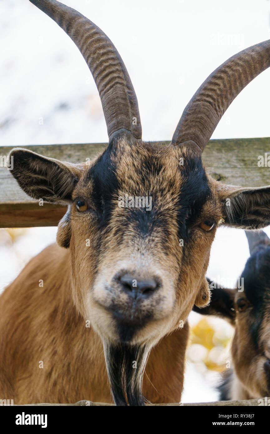 Braun Ziege mit großen Hörnern. Farm Animal. Stockfoto