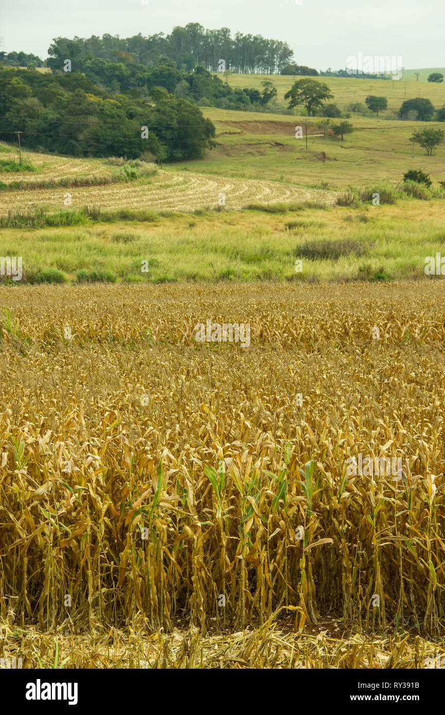 Felder mit Wald und trockenem Mais bereit zu ernten Stockfoto
