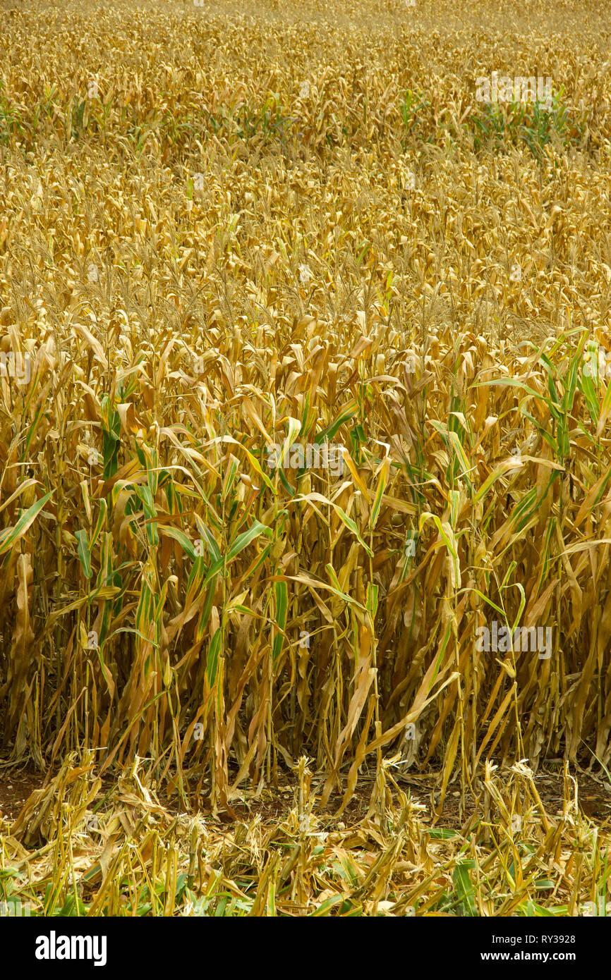 Agrarbereich mit trockenem Mais zur Ernte bereit Stockfoto