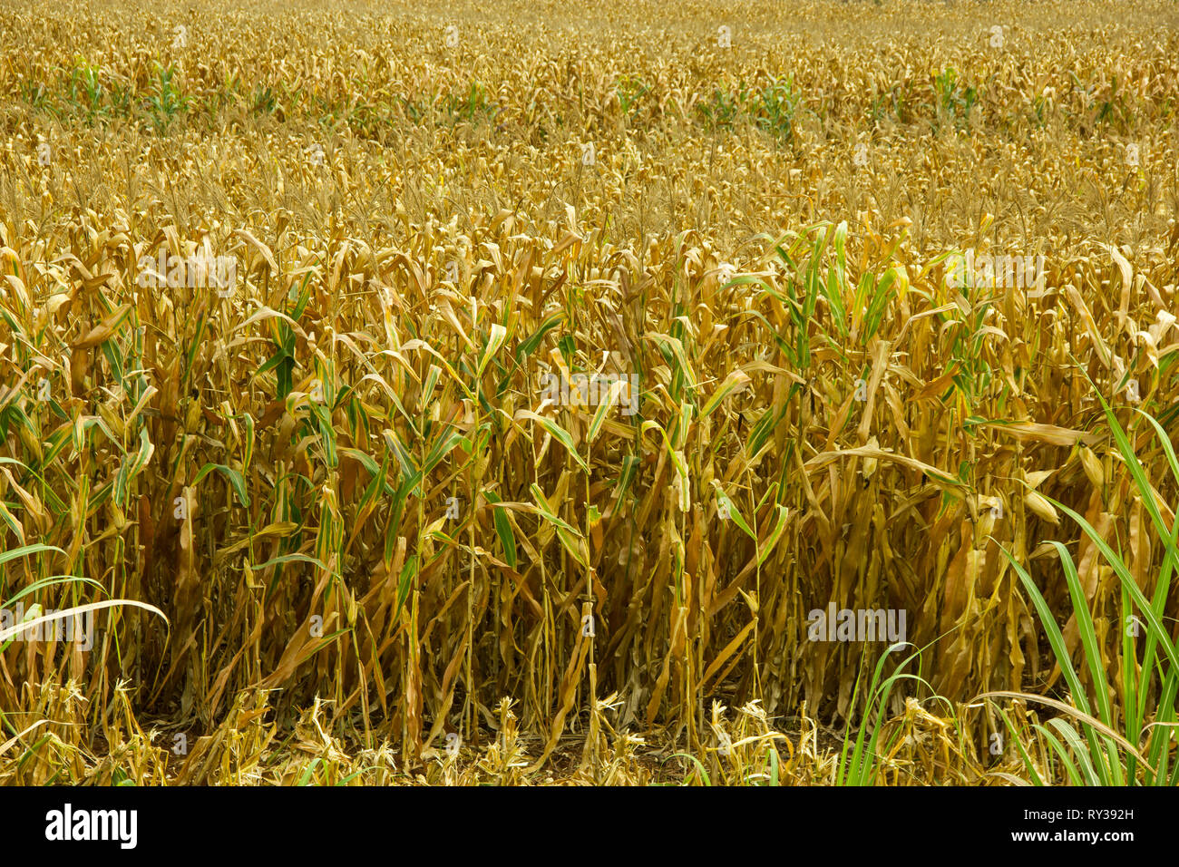 Agrarbereich mit trockenem Mais zur Ernte bereit Stockfoto