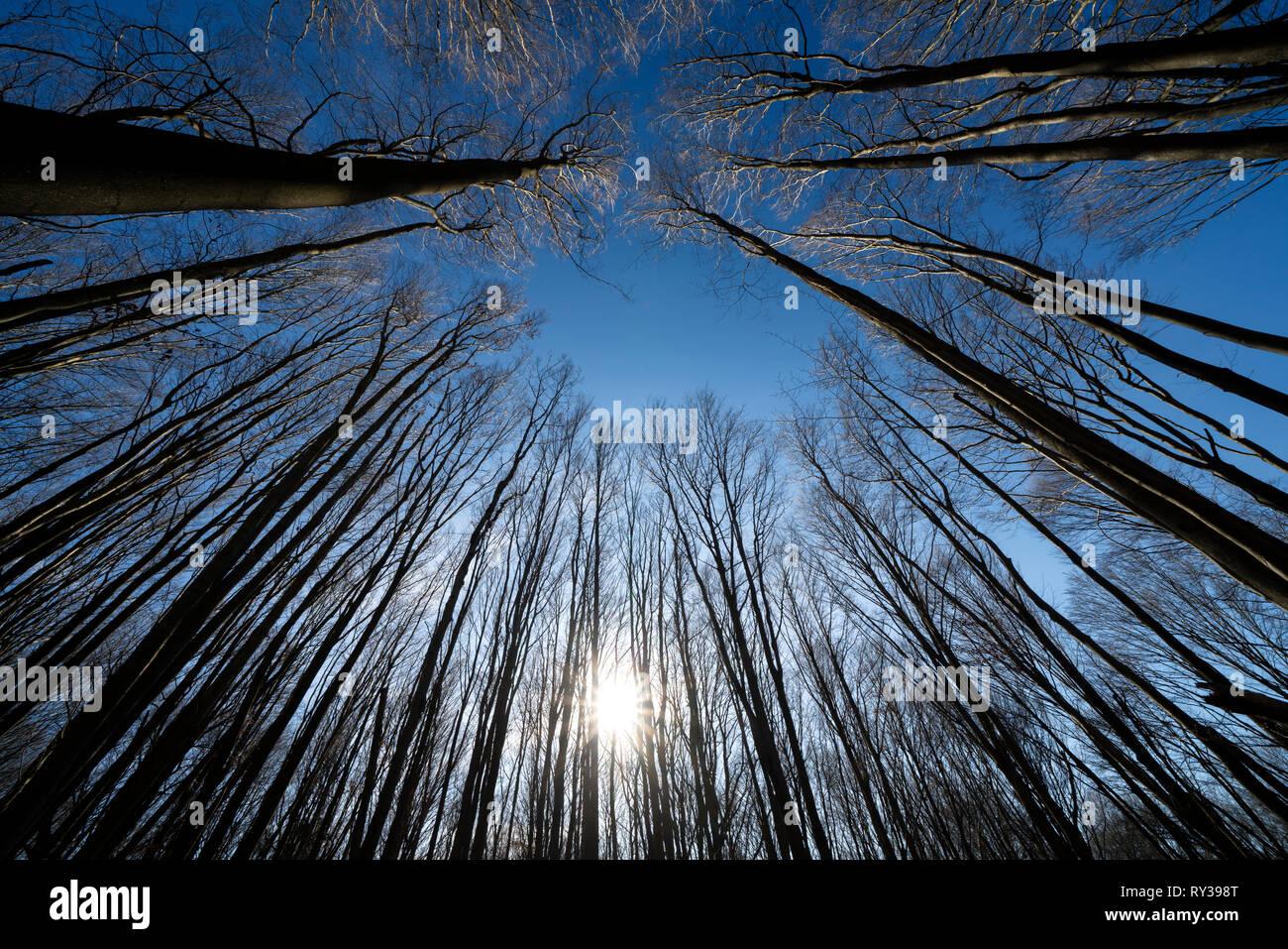 Urwald Urwald Sababurg, Hofgeismar, Weserbergland, Nordrhein-Westfalen, Hessen, Deutschland Stockfoto