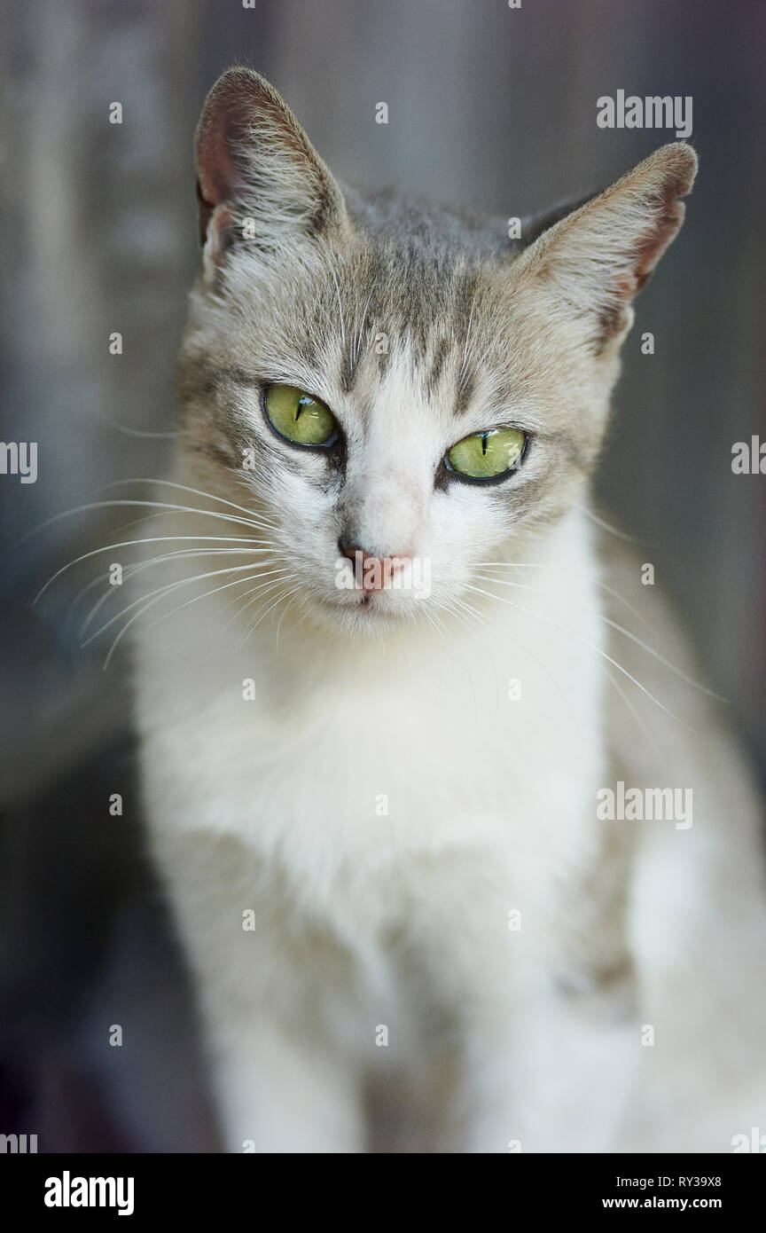 Portrait von Katze mit grünen Augen Nähe zu sehen. Stockfoto