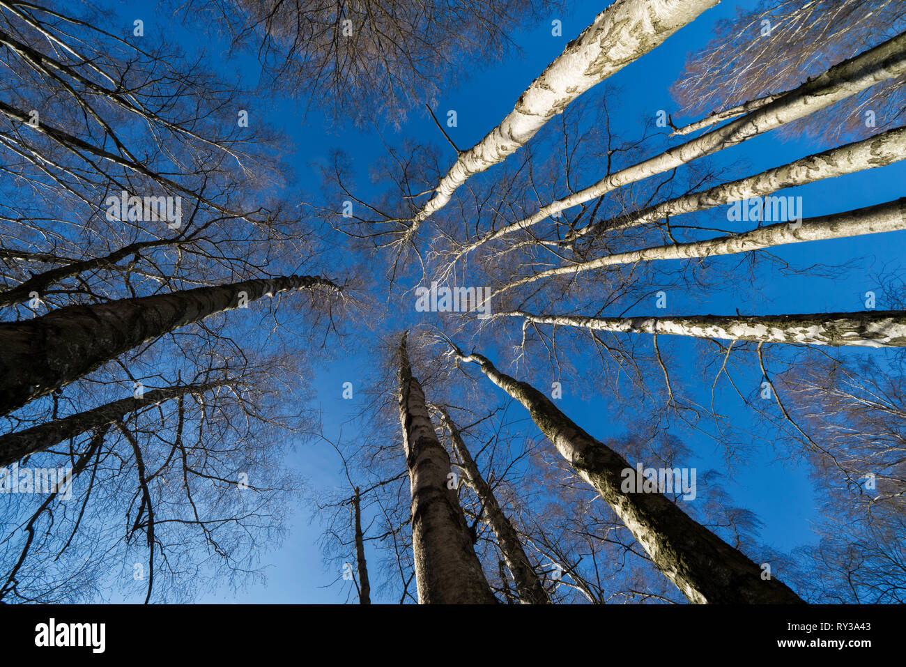 Urwald Urwald Sababurg, Hofgeismar, Weserbergland, Nordrhein-Westfalen, Hessen, Deutschland Stockfoto