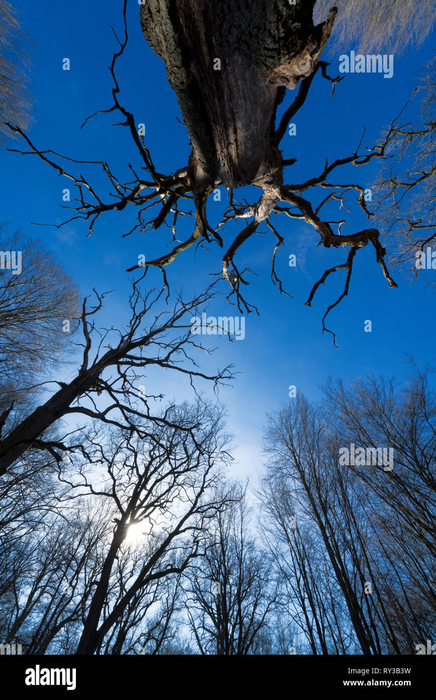Urwald Urwald Sababurg, Hofgeismar, Weserbergland, Nordrhein-Westfalen, Hessen, Deutschland Stockfoto