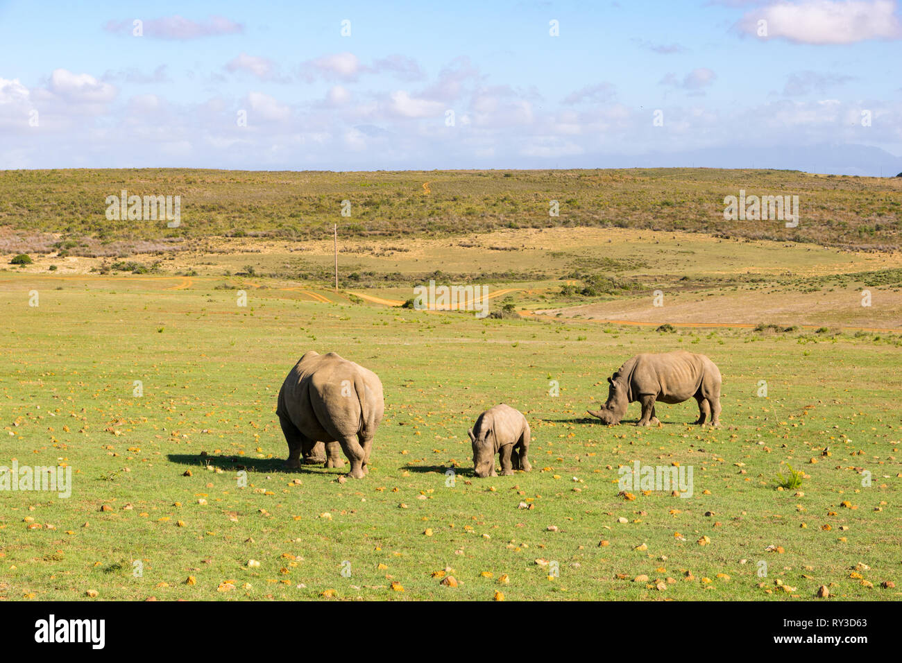 Beweidung Nashörner in Südafrika Stockfoto