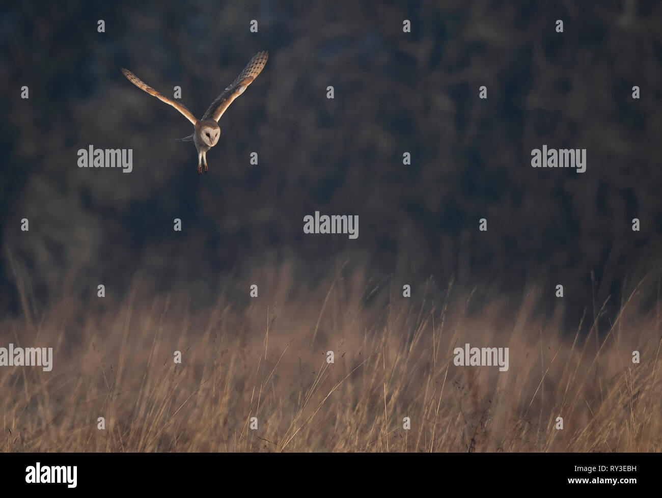 Scheune Owl-Tyto alba schwebt. Winter. Großbritannien Stockfoto