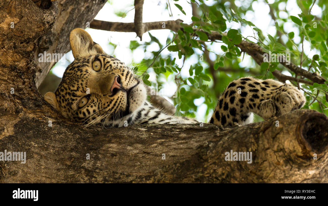 Leopard ist eine Pause auf einem Zweig in einem Baum, Krüger Nationalpark, Südafrika Stockfoto