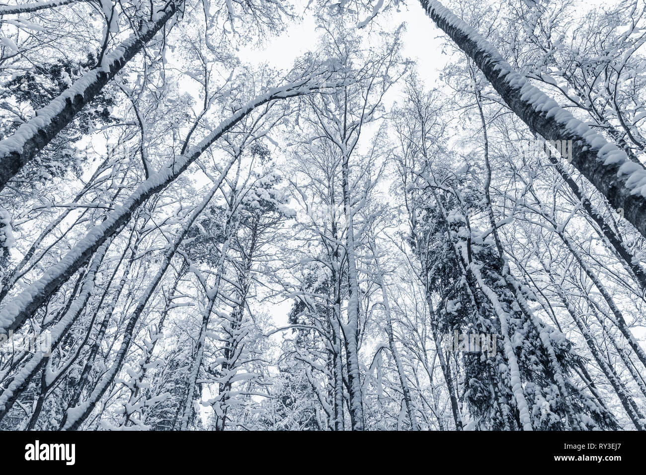 Verschneite Bäume über weißen Himmel Hintergrund. Europäische Wald im Winter Stockfoto
