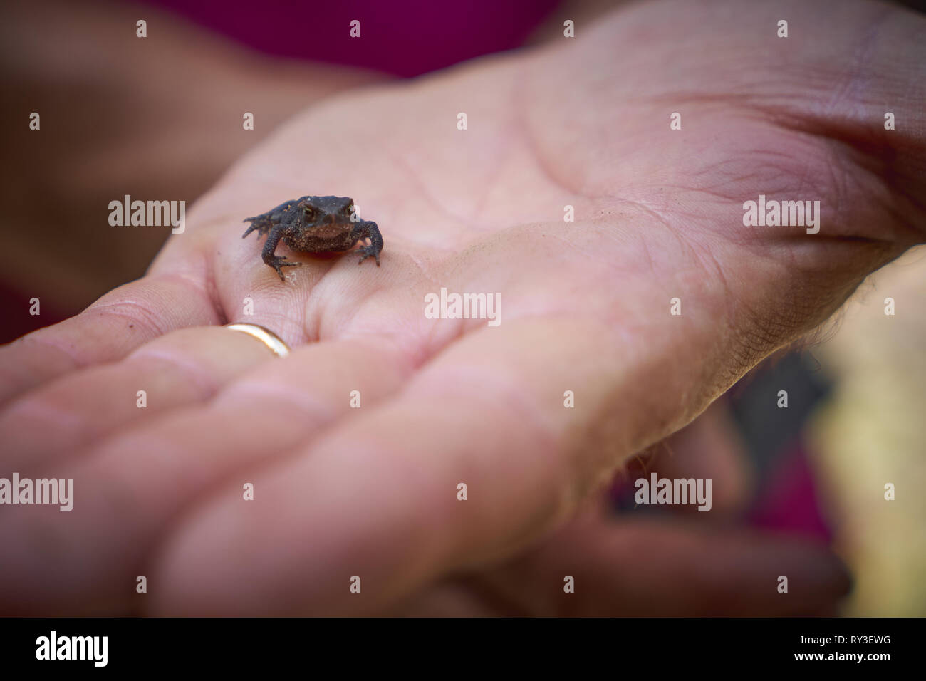 Ein Baby von Italienischen stream Frosch (Rana italica), ein Froscharten, die in den Familie Ranidae in Italien gefunden. Querformat. Stockfoto