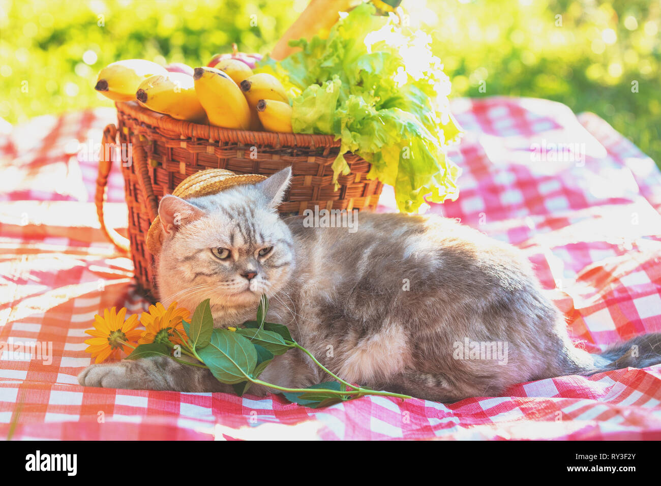 Die Katze sitzt auf einer Decke in der Nähe ein Picknickkorb im Sommer Stockfoto