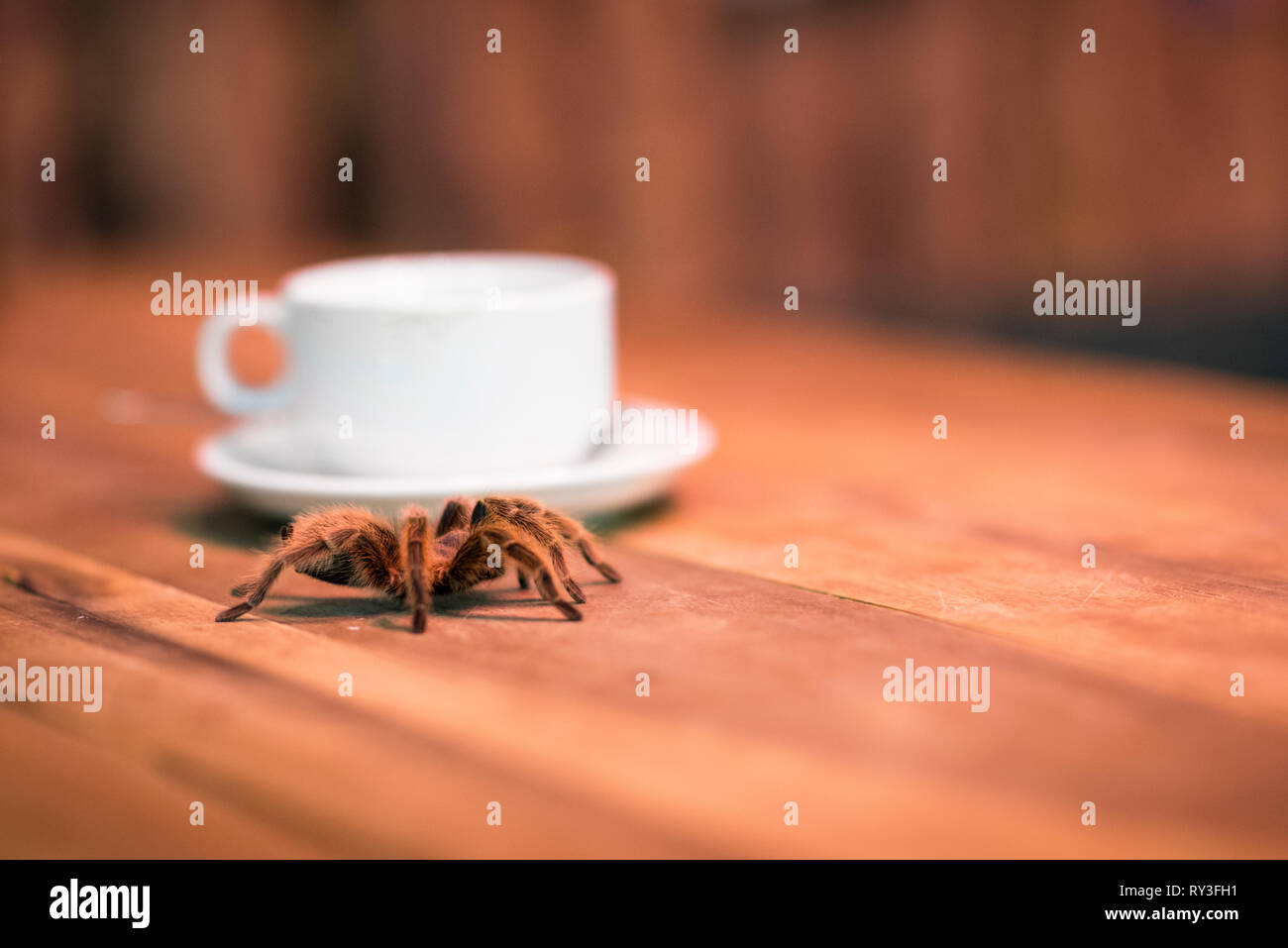 Eine Vogelspinne und einer Tasse Kaffee. Drink in einem pet-bar mit einem  wilden haarige Spinne auf einem Holztisch in Hanoi, Vietnam Stockfotografie  - Alamy