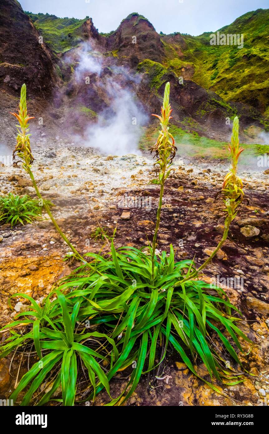 Dominica, Morne Trois Pitons Nationalpark eingeschrieben auf der Liste des Weltkulturerbes der UNESCO, Tal der Verwüstung, wilde Ananas (Pitcairnia bifrons) unter Fumarolen und Thermalquellen heißes Wasser Stockfoto