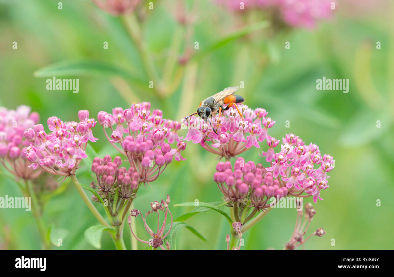 Golden digger Wasp Sphex ichneumoneus Fütterung auf Rose milkweed Nektar Stockfoto