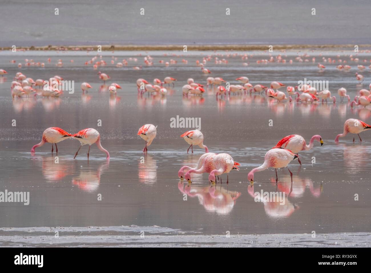 Argentinien, Provinz Catamarca, Laguna Grande in der Nähe von El Penon ist Teil der Laguna Blanca finden aufgelistet als Reserve der Biosphäre der UNESCO, James Flamingo (Phoenicoparrus jamesi) Stockfoto
