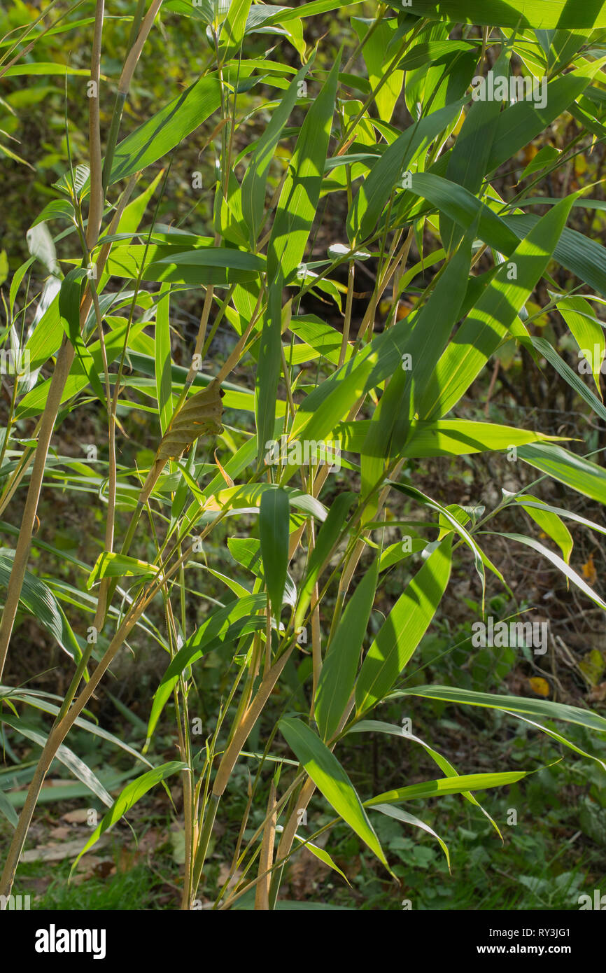 ​Japanese Bambus. (Arundinaria japonica) Laub. Die Ventilschäfte und lange lanceolate​ scharfen, spitzen Blättern. Stockfoto
