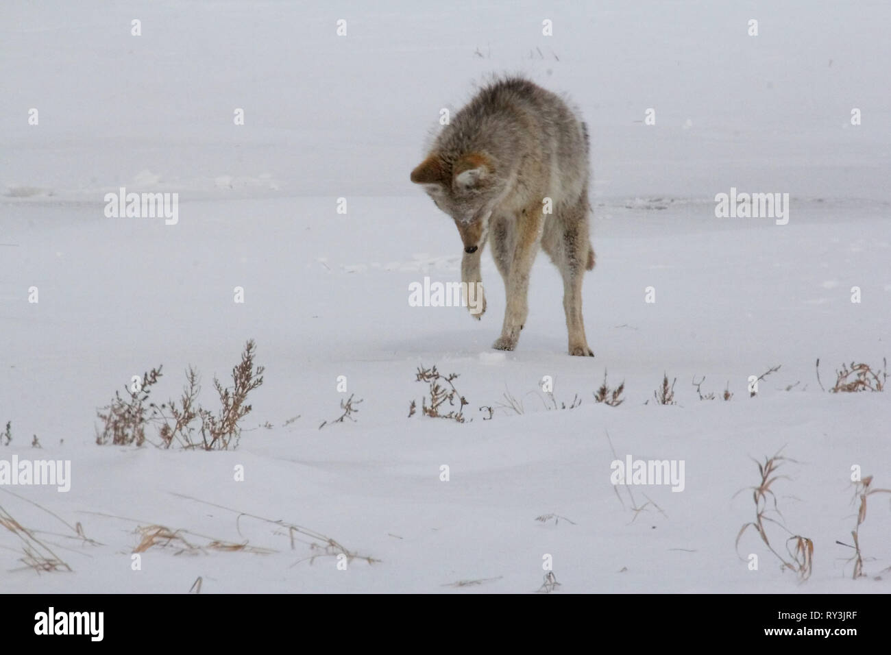 Coyote · Wissenschaftlicher Name Canis Yogiebeer. Die Jagd auf Mäuse unter einer Kruste aus Schnee. Stockfoto