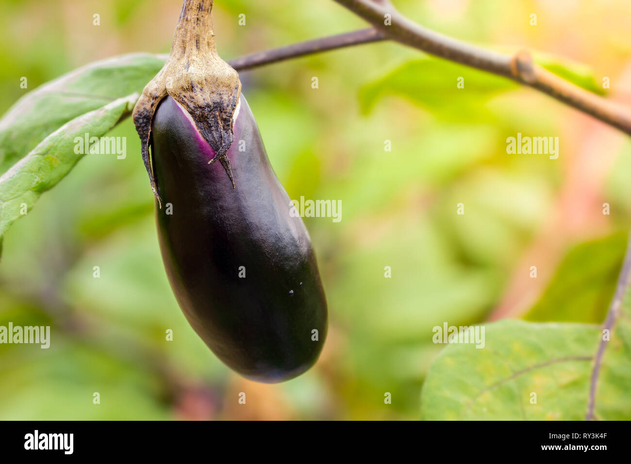 Aubergine ist auf dem Baum und hat ein Blatt im Hintergrund. Konzept der Landwirtschaft oder organischen Bauernhöfen. Stockfoto