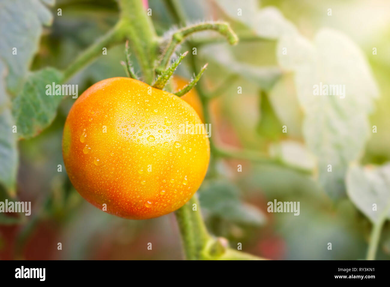 Grosse Tomaten und Tropfen Wasser in der organischen Bauernhöfe mit Morgensonne. Stockfoto